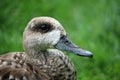 Marbled teal duck Royalty Free Stock Photo