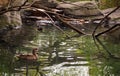 Marbled Teal Duck Royalty Free Stock Photo