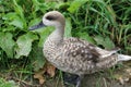 Marbled teal duck Royalty Free Stock Photo