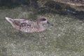 Marbled Teal Duck Royalty Free Stock Photo