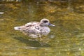 Marbled Teal Duck