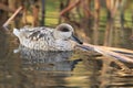 Marbled teal