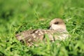 Marbled teal