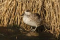 Marbled teal, Marmaronetta angustirostris