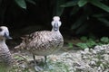 Marbled Teal Marmaronetta angustirostris 1