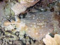 Marbled Torpedo Ray Torpedo marmorata