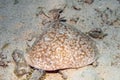 A Marbled Torpedo Ray Torpedo marmorata in the Red Sea Royalty Free Stock Photo