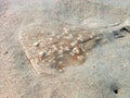 A Marbled Torpedo Ray Torpedo marmorata in the Red Sea Royalty Free Stock Photo