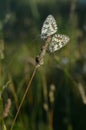 Marbled white, black and white butterfly in the wild