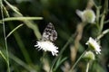 A marbled white butterflie on white flower on a sunny summer day