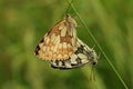 Marbled white butterflies mating coupling Royalty Free Stock Photo