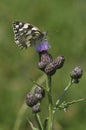 Marbled White Butterfly