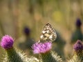 Marbled white butterfly aka Melanargia galathea on thistle in nature. Royalty Free Stock Photo