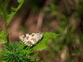 Marbled White butterfly basking in sunshine on leaf. Melanargia galathea. Royalty Free Stock Photo