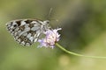 Marbled White butterfly on flower