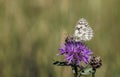 Marbled White butterfly on flower with copyspace Royalty Free Stock Photo