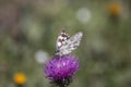 Marbled white butterfly on flower Royalty Free Stock Photo