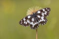 Marbled white butterfly on flower Royalty Free Stock Photo