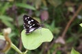 Marbled white butterfly on green leaf against blurred background Royalty Free Stock Photo