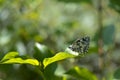 Marbled white butterfly on a green leaf, black and white Royalty Free Stock Photo