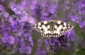 Marbled White Butterfly on Lavender Flowers Royalty Free Stock Photo