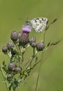 Marbled White Butterfly - Melanargia galathea Royalty Free Stock Photo