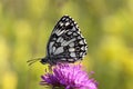 Marbled White butterfly Royalty Free Stock Photo