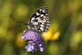 Marbled White butterfly