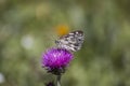 Marbled white butterfly on flower Royalty Free Stock Photo