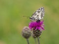 Marbled white butterfly Melanargia galathea on greater knapweed flower Royalty Free Stock Photo