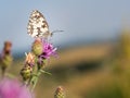 Marbled white butterfly Melanargia galathea on greater knapweed flower Royalty Free Stock Photo