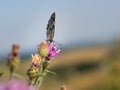 Marbled white butterfly Melanargia galathea on greater knapweed flower Royalty Free Stock Photo