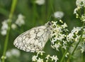 Marbled White Butterfly Royalty Free Stock Photo