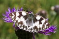 Marbled White butterfly, Melanargia galathea, on knapweed flower Royalty Free Stock Photo