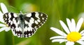 Marbled white butterfly Royalty Free Stock Photo