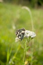 Marbled white butterfly Melanargia galathea