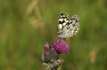 A Marbled White Butterfly, Melanargia galathea, nectaring on a Thistle flower in a meadow. Royalty Free Stock Photo