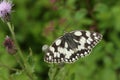 A Marbled White Butterfly Melanargia galathea nectaring on a thistle flower. Royalty Free Stock Photo