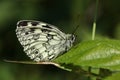 A Marbled White Butterfly, Melanargia galathea, perched on a leaf. Royalty Free Stock Photo