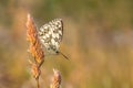 Marbled White butterfly, Melanargia galathea, in warm evening light.