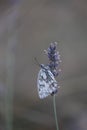 marbled white butterfly resting on a lavender flower Royalty Free Stock Photo