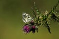 A marbled white butterfly feeding on a thistle flower. Royalty Free Stock Photo
