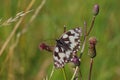 The Marbled White Butterfly Sitting on Creeping Thistle Royalty Free Stock Photo