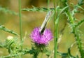 Marbled white butterfly sitting on a pink thistle Royalty Free Stock Photo