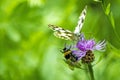 Marbled white butterfly on thistle Royalty Free Stock Photo