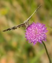 Marbled White Butterfly on Thistle Plant Royalty Free Stock Photo