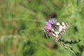 Marbled white butterfly Royalty Free Stock Photo