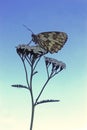 Marbled White Butterfly On Wildflower In Front Of Blue Sky