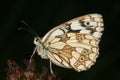 Marbled White (Melanargia galathea) Royalty Free Stock Photo