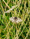 Marbled White, Melanargia galathea. Butterfly, Essendon, England Royalty Free Stock Photo